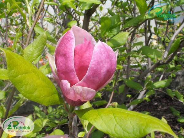 Magnolia Picture